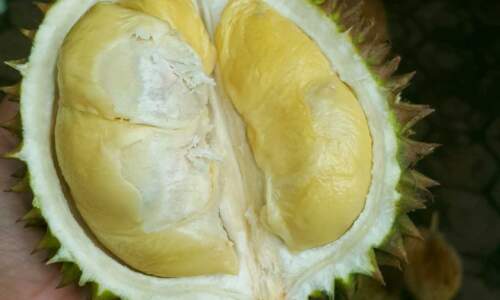 Sayyes Durian Ponorogo